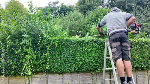 Hampshire, England UK.  24.09. 2024. Video.  Gardener working cutting a hedge in an English country garden. photo