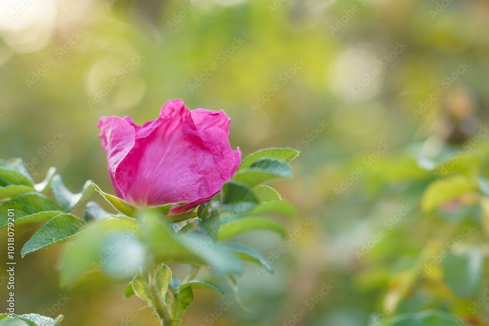 Pink rosehip flower macro on a blurred green background in autumn in a nature park and ornamental plant nursery Pink rosehip flower macro on a blurred green background in autumn in a nature park and ornamental plant nursery