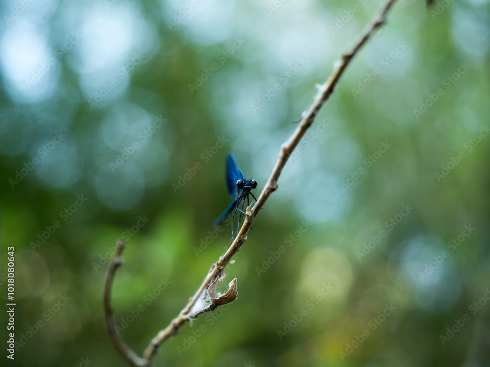 Blue dragonfly, known as Eastern pondhawk Blue dragonfly, known as Eastern pondhawk
