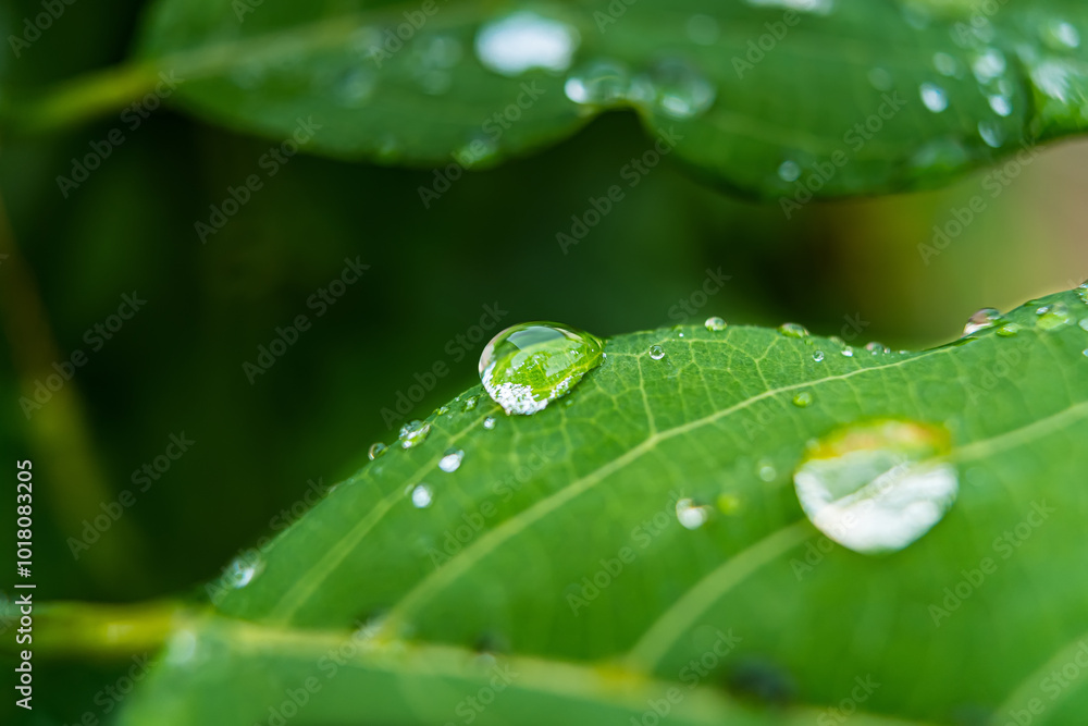 Fresh Raindrops on Green Leaf Fresh Raindrops on Green Leaf