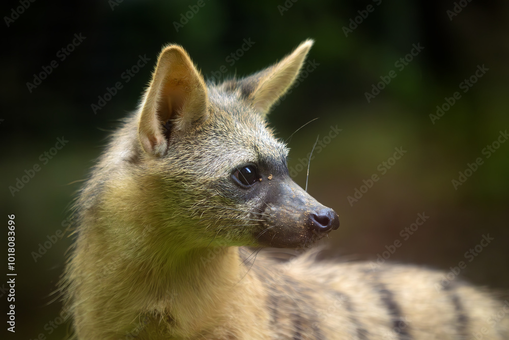The aardwolf (Proteles cristatus), maanhaar-jackal, termite-eating hyena and civet hyena, portrait of a very rare small African mammal