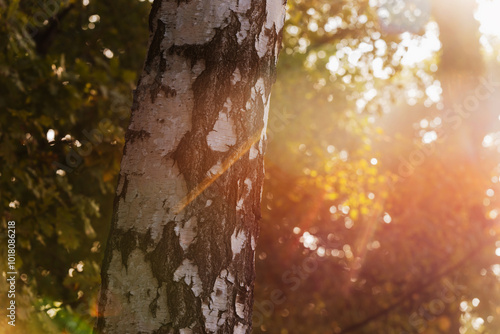 Fototapeta Naklejka Na Ścianę i Meble -  Pień brzozy na rozmytym tle, jesienne tło tapeta.