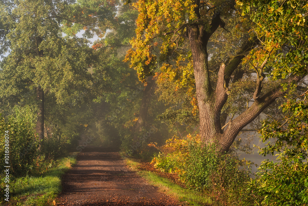 Fototapeta premium Piękna jesienna droga we mgle, wiejski krajobraz, tło tapeta. 