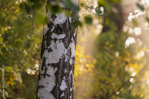 Fototapeta Naklejka Na Ścianę i Meble -  Pień brzozy na rozmytym tle, jesienne tło tapeta.