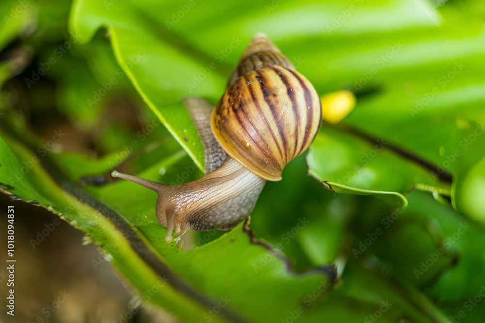 Snail on Lush Green Leaf