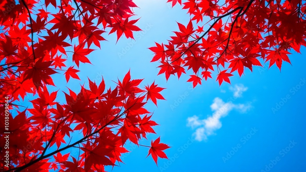 Vibrant red maple leaves contrast against a bright blue sky, creating a stunning natural display. Vibrant red maple leaves contrast against a bright blue sky, creating a stunning natural display.