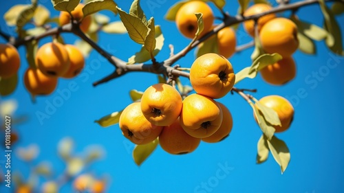 Mature Quinces on Branch Under Bright Blue Sky - Architectural Photography