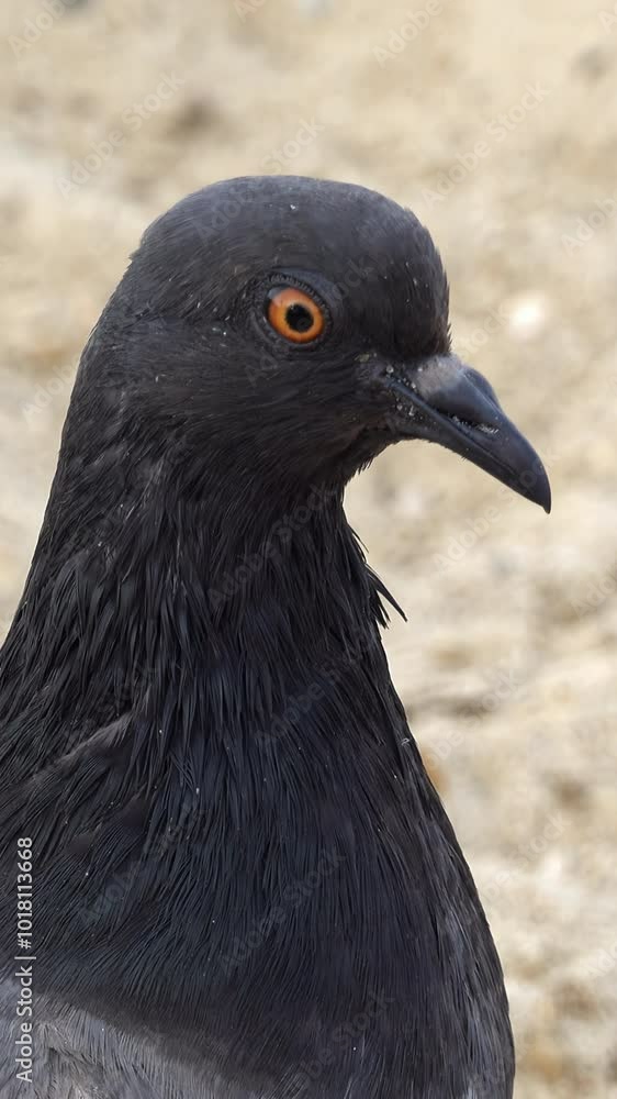 Grey pigeon looking around on the beach. Vertical Grey pigeon looking around on the beach. Vertical