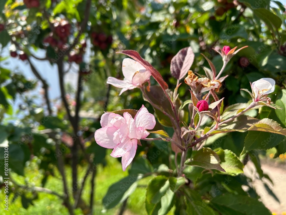apple tree with miniature little paradise apples with a branch blooming with white flowers for the second time due to the abnormally hot summer apple tree with miniature little paradise apples with a branch blooming with white flowers for the second time due to the abnormally hot summer