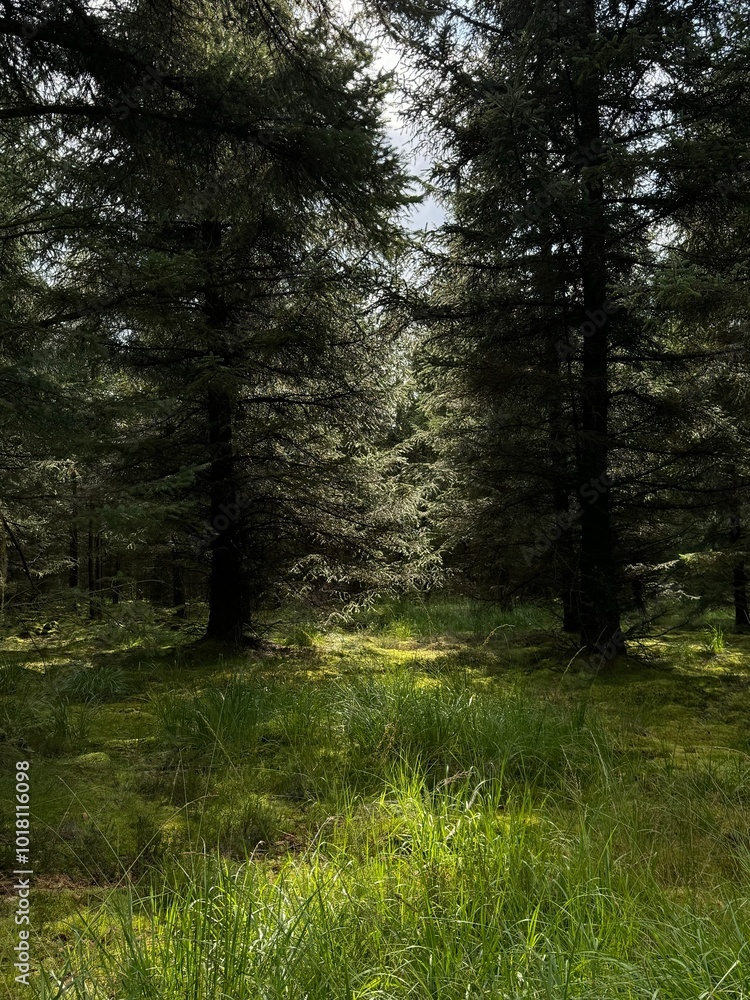Obraz premium path in the woods