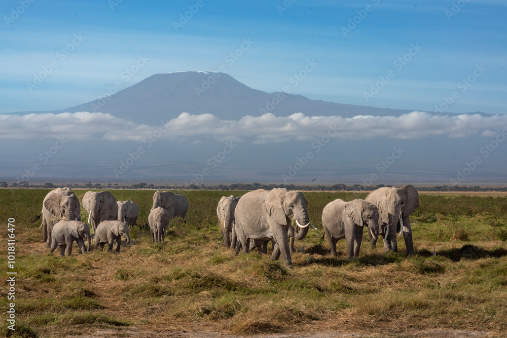 Several African elephants in front of the Kilimanjaro Several African elephants in front of the Kilimanjaro