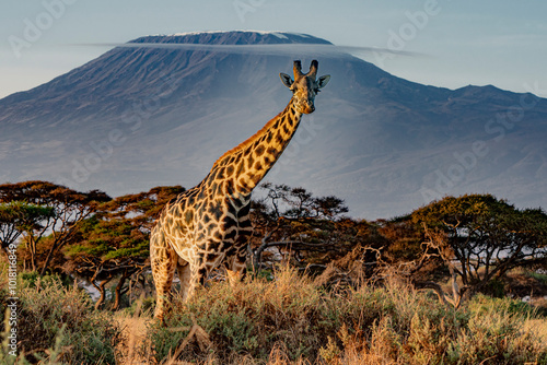 A lone giraffe in front of the Kilimanjaro photo