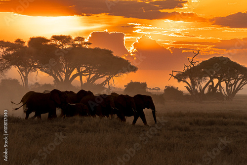 A herd of elephants in the dusty sunset of Amboseli National Park, Kenya