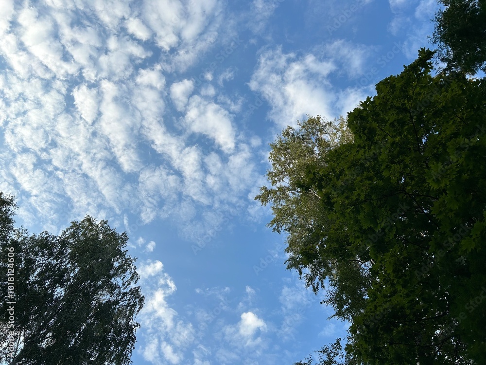 view of white clouds in blue sky against green crowns of maple trees in last summer days of August before beginning of autumn view of white clouds in blue sky against green crowns of maple trees in last summer days of August before beginning of autumn