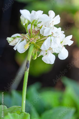 Selective drone on geranium stem affected by lycaenid larvae or Cacyreus marshalli photo