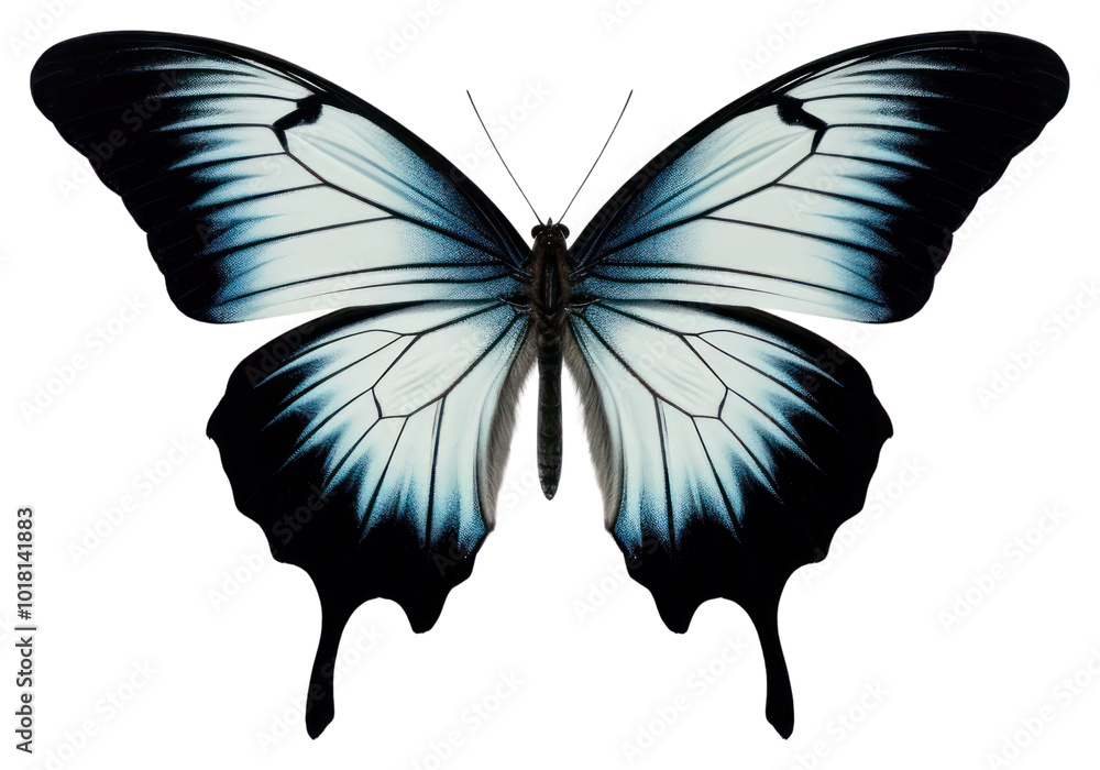 PNG Butterfly fragility wildlife pattern. PNG Butterfly fragility wildlife pattern.