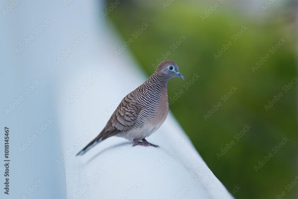 Dove at the fence Dove at the fence
