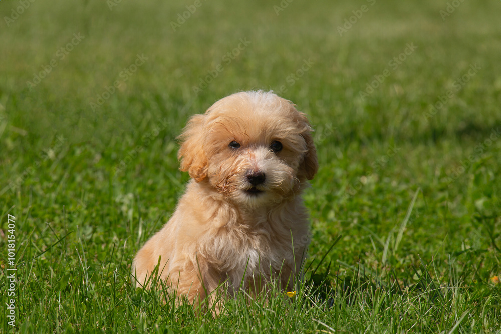 Adorable Maltipoo dog on a walk, green grass. cute puppy
