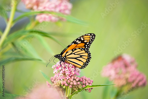 Monarch butterfly on swamp milkweed