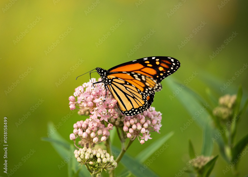 Monarch butterfly on swamp milkweed Monarch butterfly on swamp milkweed
