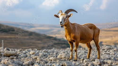 Mountain goat standing on rocky terrain under a clear sky in natural habitat