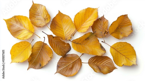 Golden Autumn Leaves Displaying the Beauty of Seasonal Change