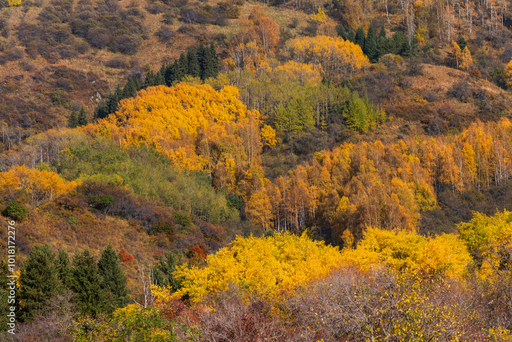 Trees with autumn foliage on the slopes of the Zailiyskiy Alatau mountains in Kazakhstan Trees with autumn foliage on the slopes of the Zailiyskiy Alatau mountains in Kazakhstan