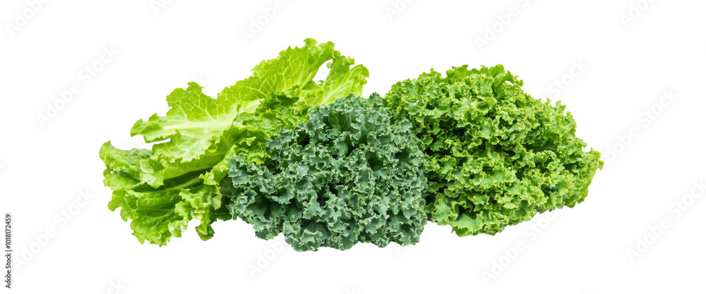 Fresh Green Kale and Lettuce Isolated on White Background Fresh Green Kale and Lettuce Isolated on White Background
