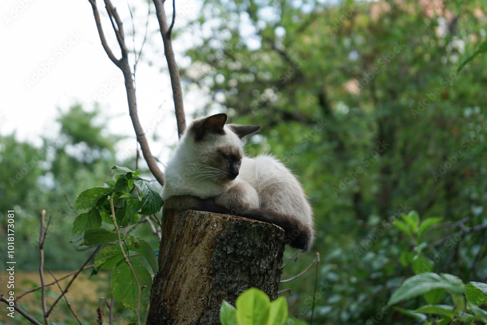 Obraz premium Little cat, kitten, sitting on the tree, outdoor, natural light, siamese cat