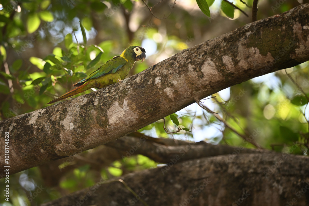 Golden-collared Macaw Perched on Tree Branch in Forest Golden-collared Macaw Perched on Tree Branch in Forest