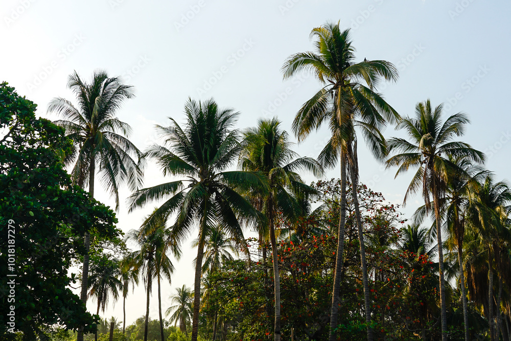 Tropical palm trees against blue sky in El Salvador Tropical palm trees against blue sky in El Salvador