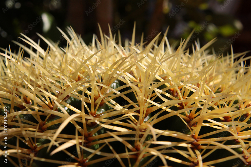 Fragment of spikes from a large Kroenleinia grusonii cactus. Its texture, hardness and color nuances are appreciated Fragment of spikes from a large Kroenleinia grusonii cactus. Its texture, hardness and color nuances are appreciated