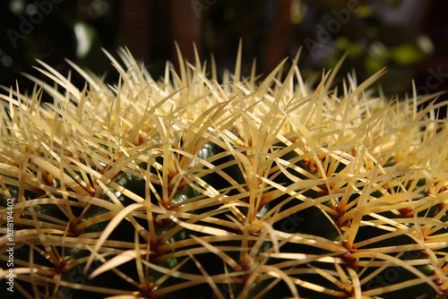 Fragment of spikes from a large Kroenleinia grusonii cactus. Its texture, hardness and color nuances are appreciated