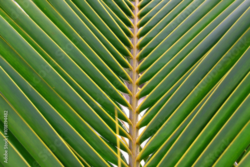Fragment of a green palm leaf with a central stem vertically across the image
