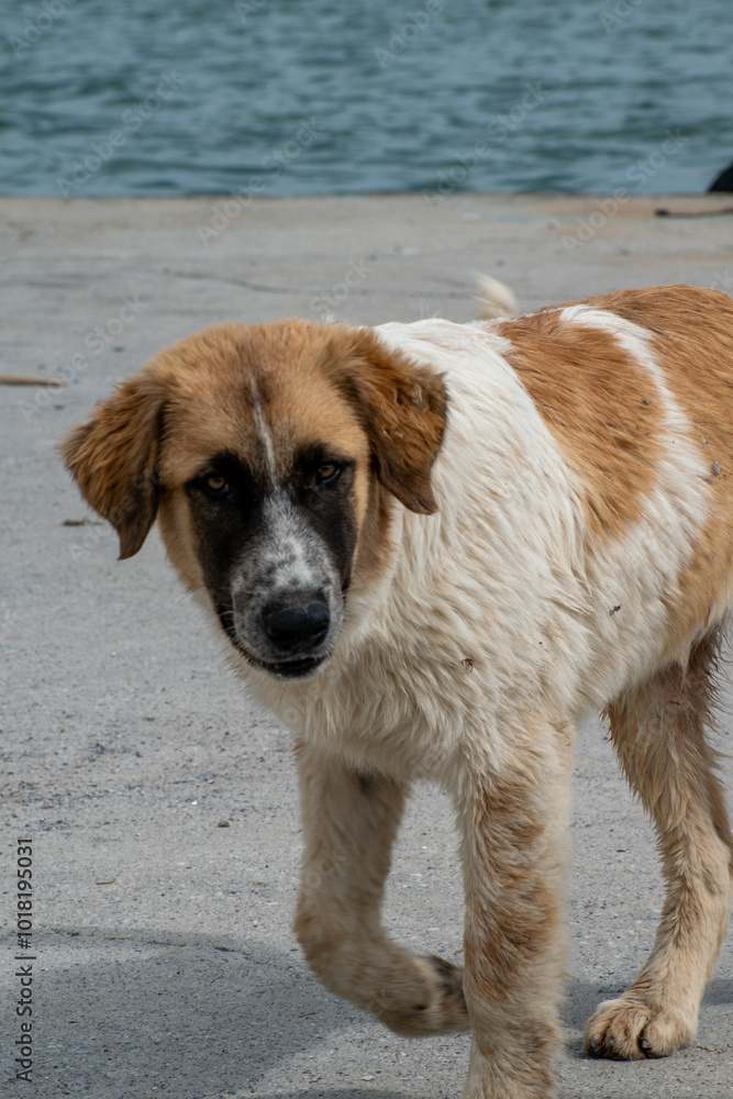 Cute street dog close to Axios river Cute street dog close to Axios river