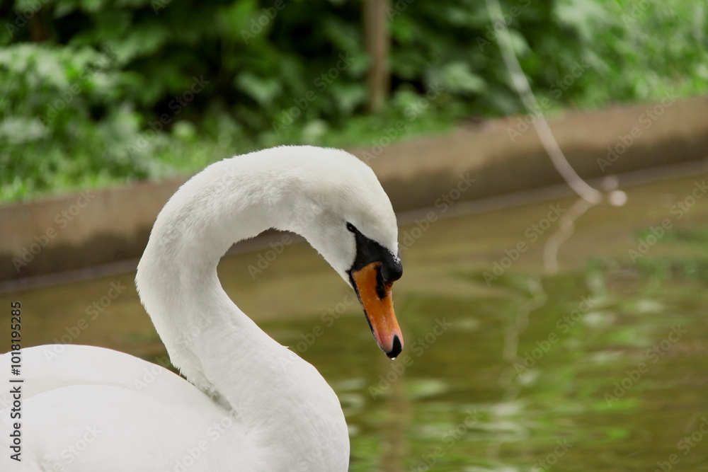 Fragment of white swan profile with drop on tip of beak on green background Fragment of white swan profile with drop on tip of beak on green background