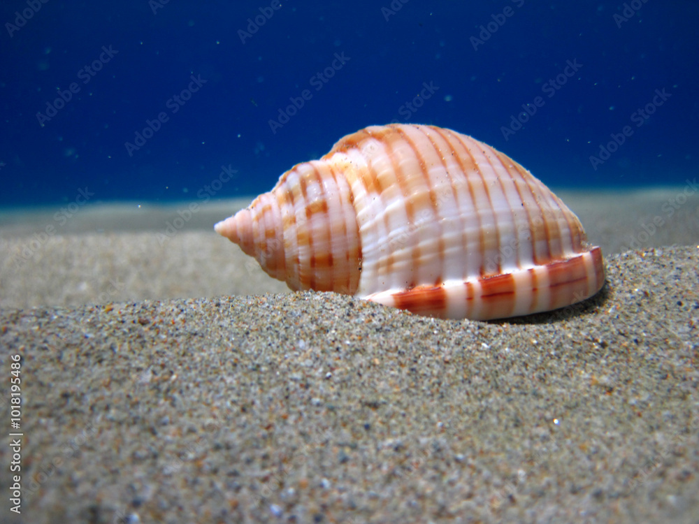 Orange and white seashell on the seabed on the sand with vegetation in the background. You can see the particularities in the water Orange and white seashell on the seabed on the sand with vegetation in the background. You can see the particularities in the water