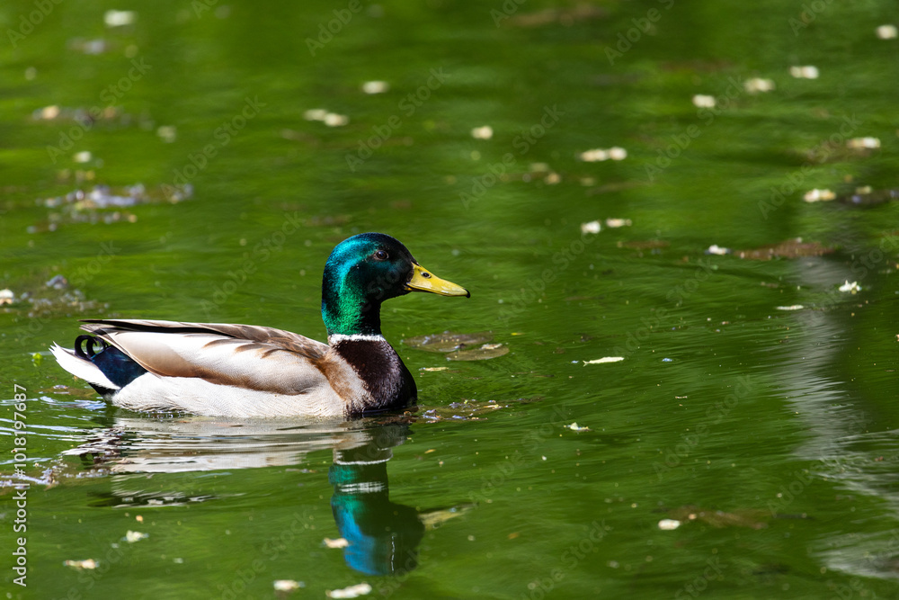 Obraz premium Ducks sleep, clean their feathers, eat algae. Ducks are beautifully reflected in water. A family of ducks, geese swims in a water channel, river, lake.