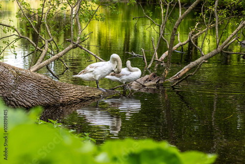 Beautiful white swans preen their feathers, drink water from the lake, swim around the lake. Beautiful white swans swim on water, lake, river. Beautiful white swans stand on a fallen tree.