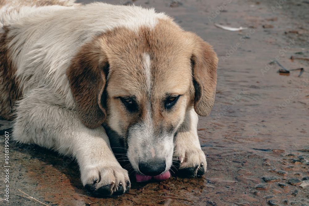 Cute street dog drink water, close to Axios river Cute street dog drink water, close to Axios river