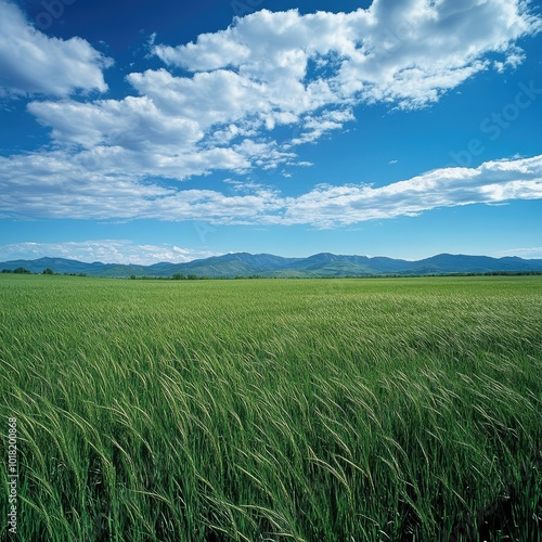 A vast, flat field of tall green grass swaying in the wind, with a distant mountain range visible under a bright blue sky