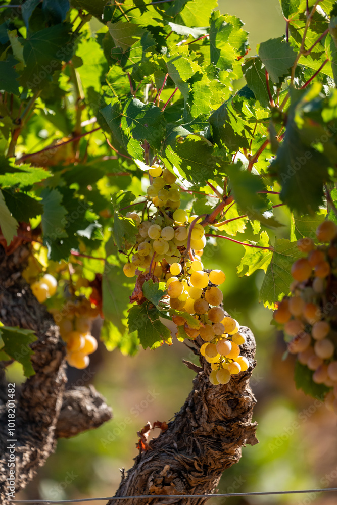 Fototapeta premium grapes on vine