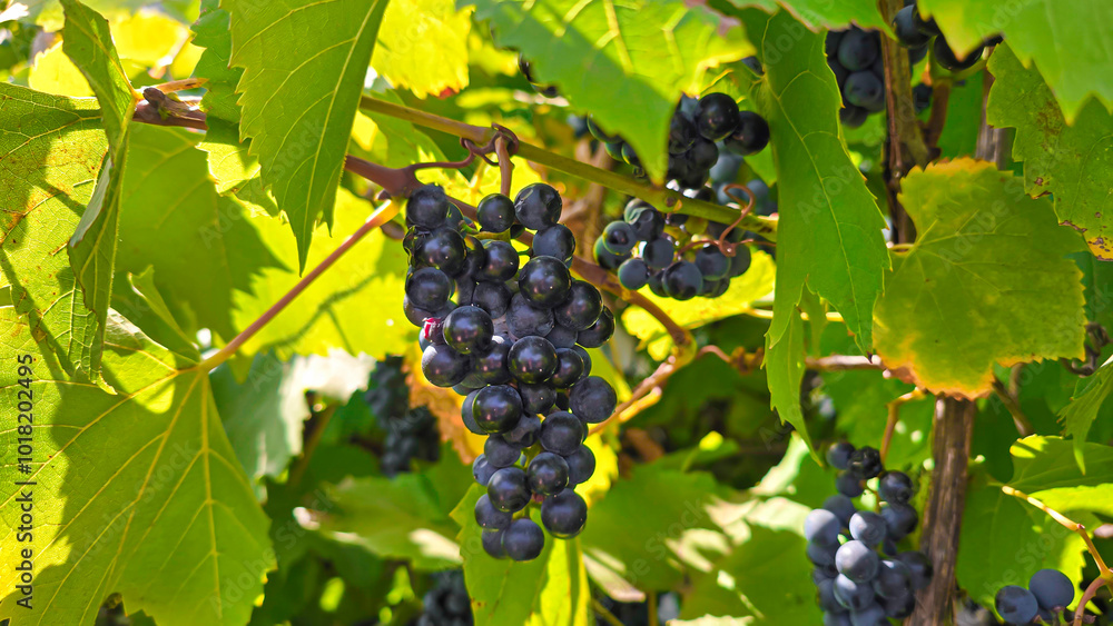 custom made wallpaper toronto digitalDark grapes on a summer cottage. Harvesting. Wine making.