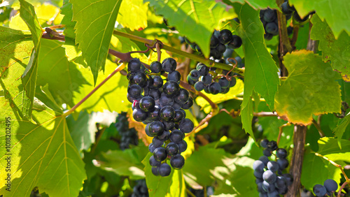 Wallpaper Mural Dark grapes on a summer cottage. Harvesting. Wine making. Torontodigital.ca