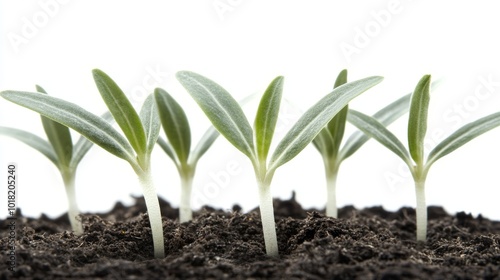 Isolated on a white transparent background, this close-up of a young plant sprouting from soil illustrates growth and new beginnings.