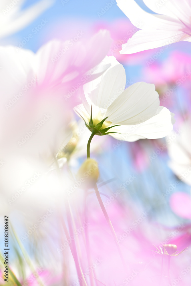 白いコスモスの花のクローズアップ　花のぼかし
