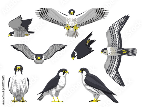 Peregrine Falcon Falconry Bird Various Poses Cartoon Vector Character