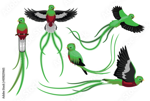 Quetzal Bird Various Poses Cartoon Vector Character