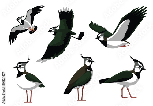 Northern Lapwing Bird Poses Vector Illustration photo