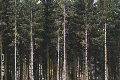 Photos une lisière de bois de sapin dans le parc naturel du Morvan en France
